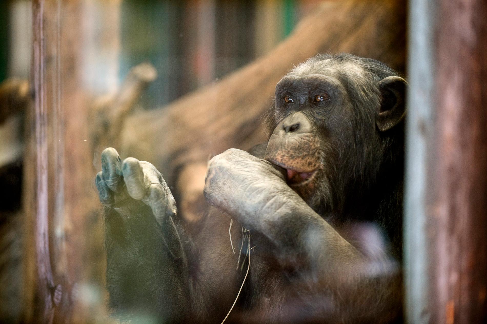 Santino, en av schimpanserna i Furuvik. Obs arkivbild. Det är oklart hur det gått för Santino.