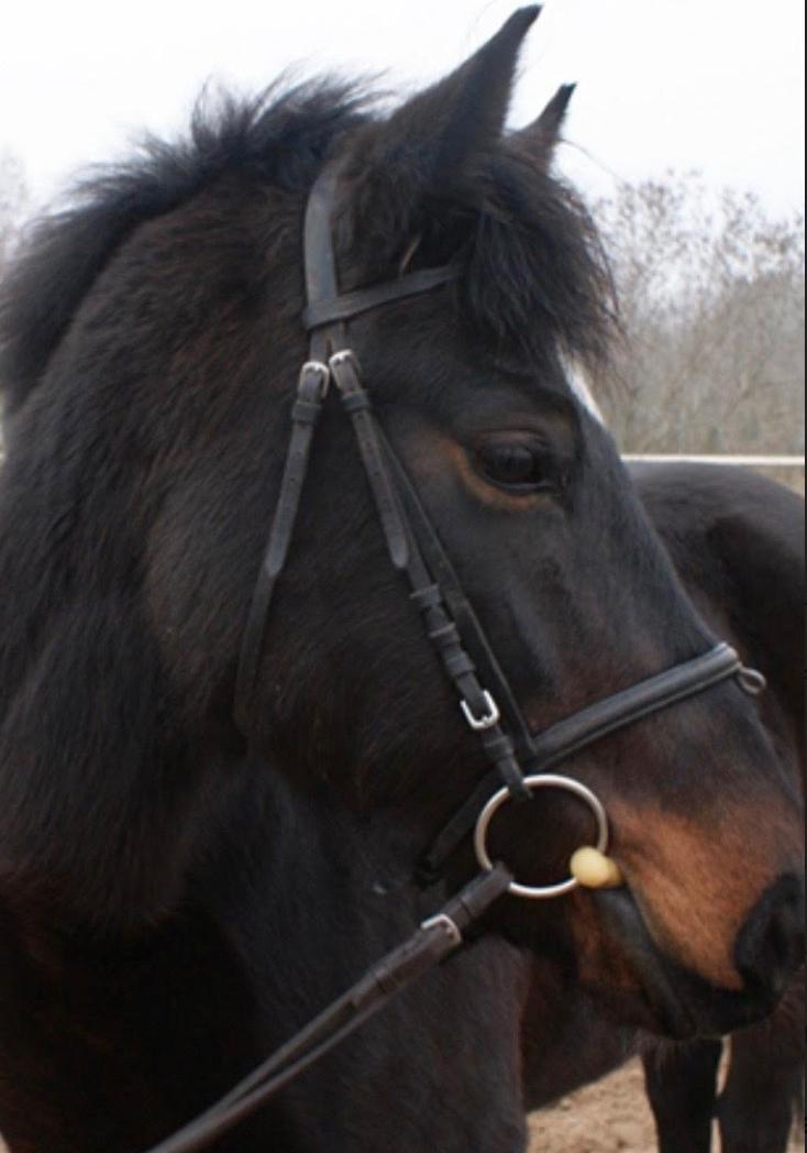 Alinda, en 22-årig ponny, hittades i måndags morse stympad i hagen utanför Jönköping.