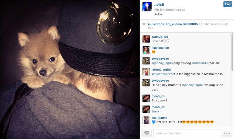 Naaaaw! Gose-gose! Avicii vet hur man får likes på Instagram. Här med Oliver.