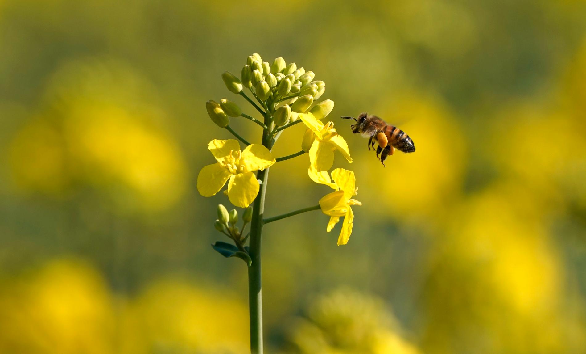 Vi bör hjälpa bina genom att plantera fler blommor och bygga bihotell, tycker WWF.