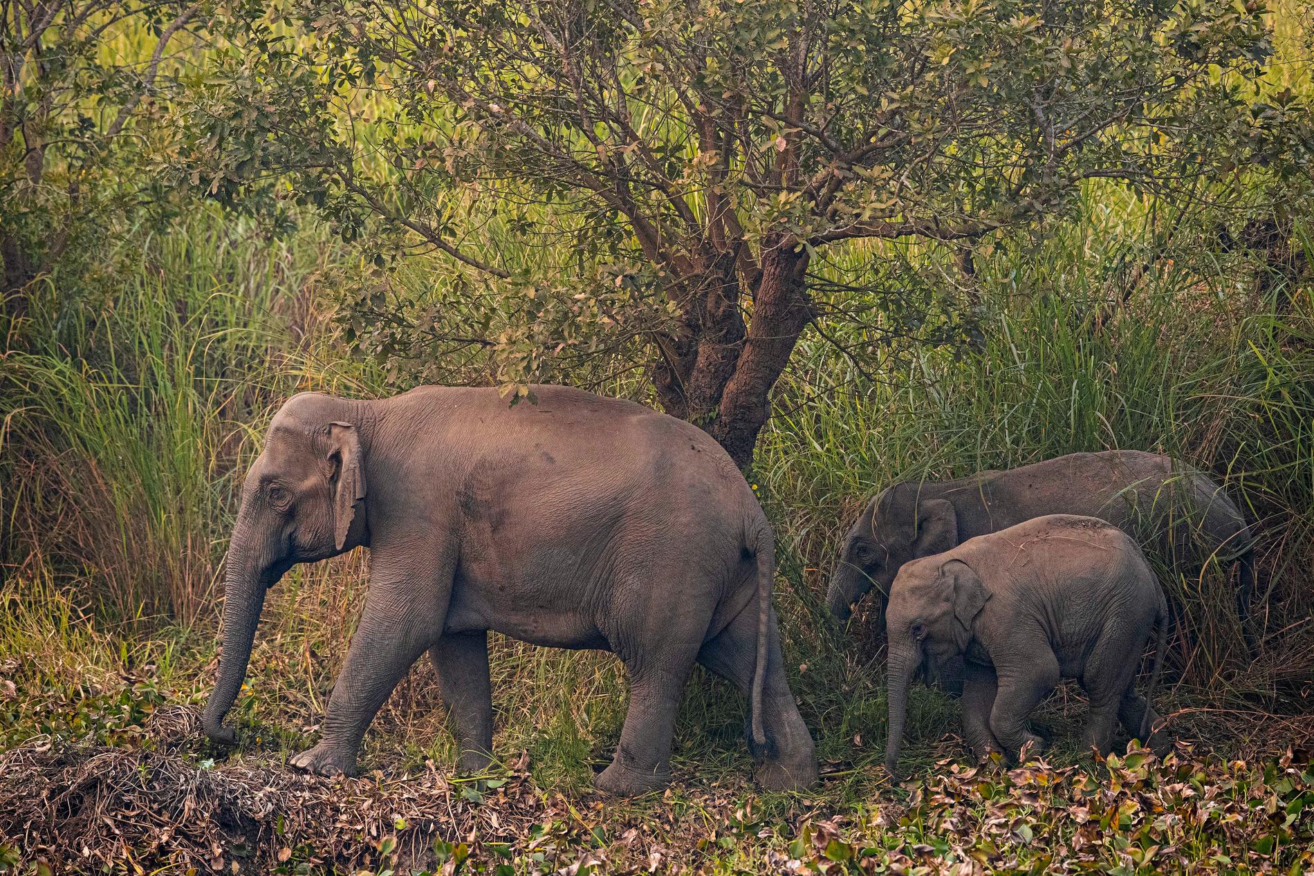 Vilda elefanter i nordöstra Indien. 