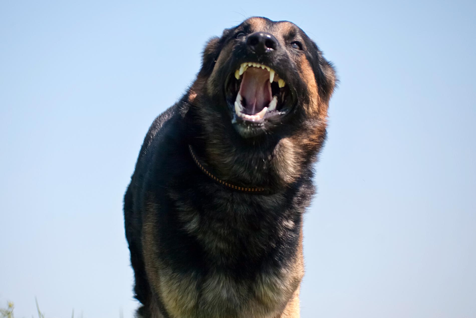 På bara ett år har länsstyrelsen tagit emot 535 anmälningar gällande aggressiva hundar i Skåne. 