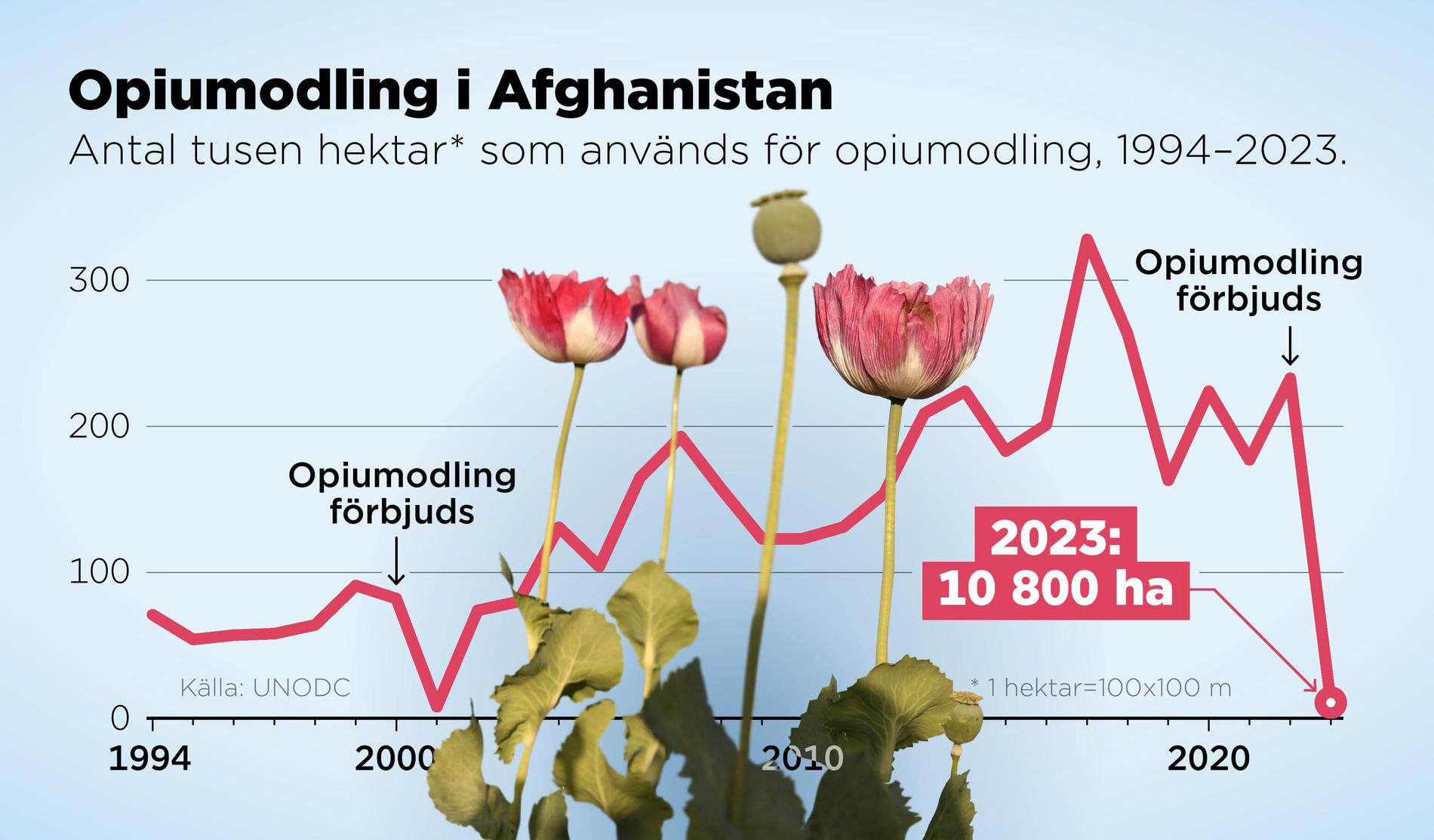 Antal tusen hektar som används för opiumodling, 1994–2023. En hektar är 100x100 meter.