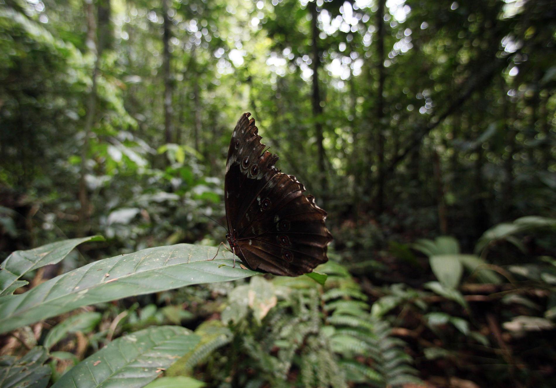 En fjäril i en annan del av Amazonas, i Ecuador. Arkivbild.