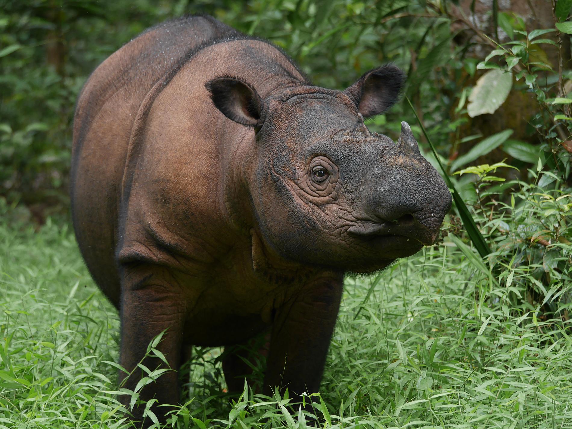 Sumatranoshörningen är i princip utrotad. I hela världen finns endast ett 80-tal djur i det fria.