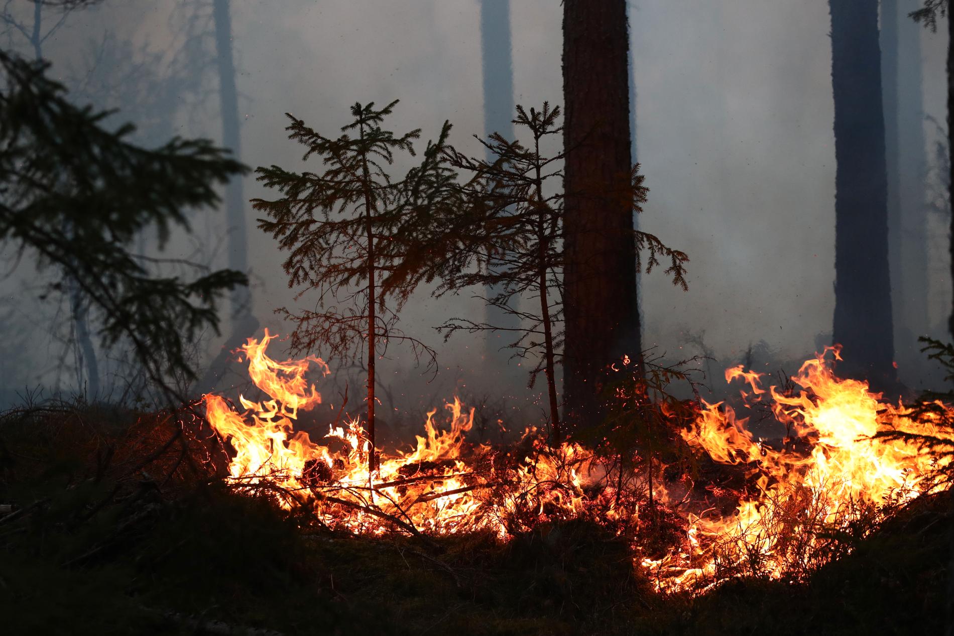 Just nu är det extremt torrt i markerna i en stor del av landet, och flera platser är drabbade av skogsbränder.