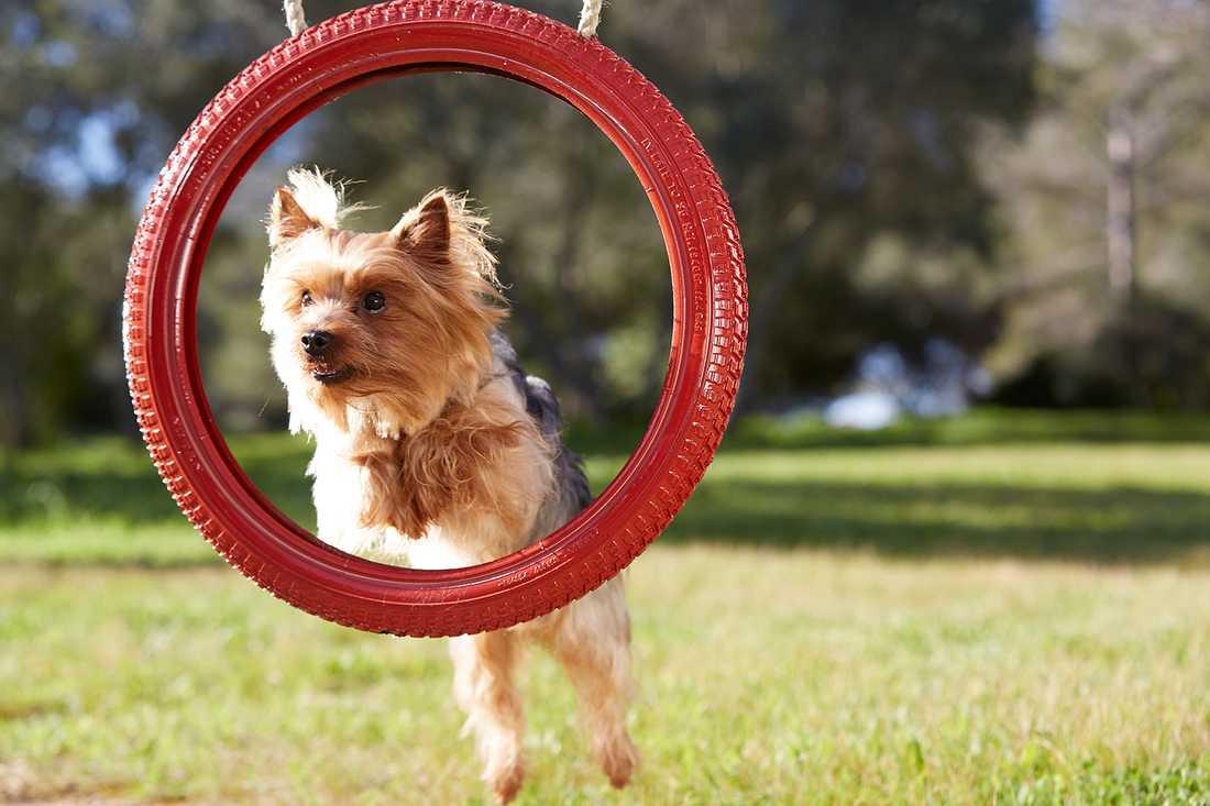 En vanlig missuppfattning är att små hundar inte behöver mycket motion.