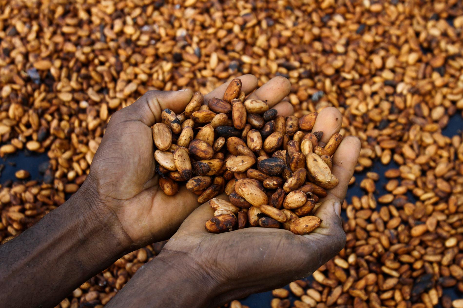 El Nino kan göra chokladen dyrare, då den riskerar att med regn och sjukdomar bland plantorna reducera kakaoskörden kraftigt. Arkivbild