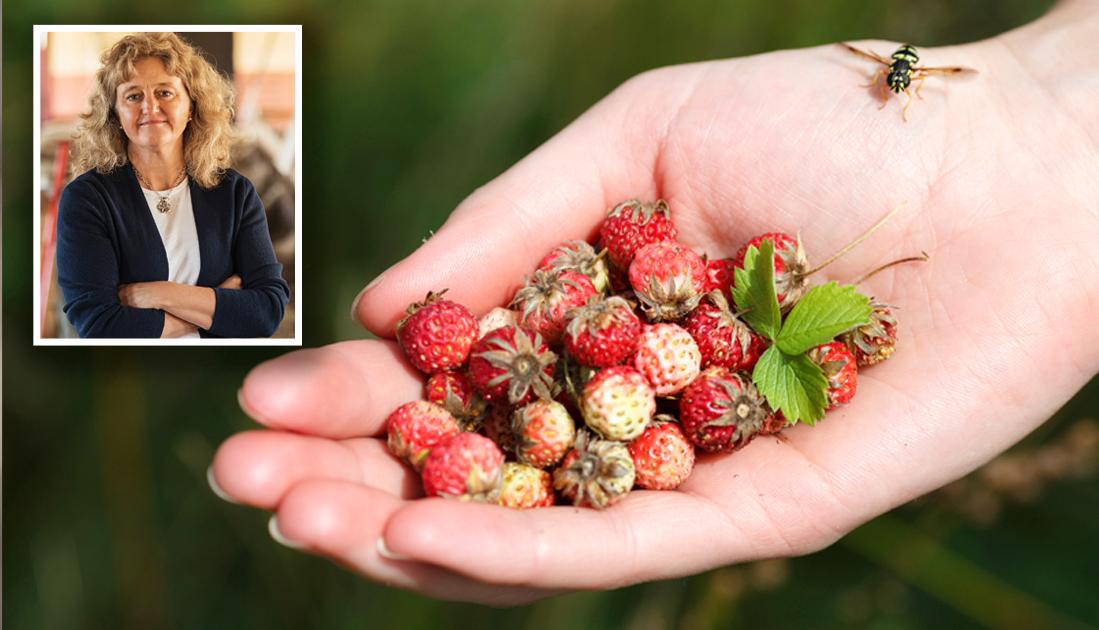 Det är sorgligt att våra älskade ”midsommargubbar” potatisar och jordgubbar tillhör de mest besprutade grödorna i Sverige. Under en säsong kan potatis besprutas 3-12 gånger, skriver Anita Falkenek.  