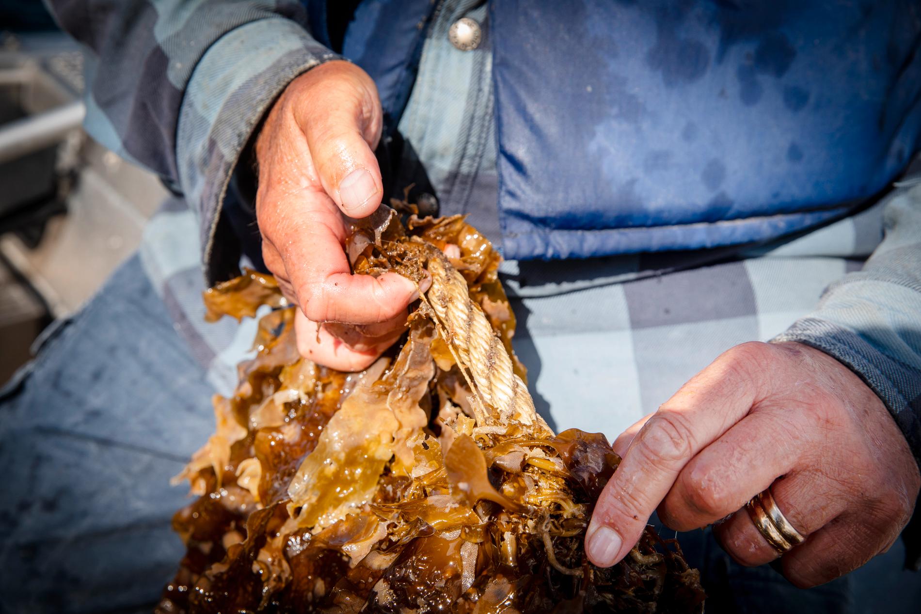 Fredrik Gröndahl, forskare i vatten och miljöteknik vid KTH, visar hur sockertång har planterats på tunna rep. Odlingarna placeras ut på hösten och skördas på vårkanten innan vattnet blivit för varmt.