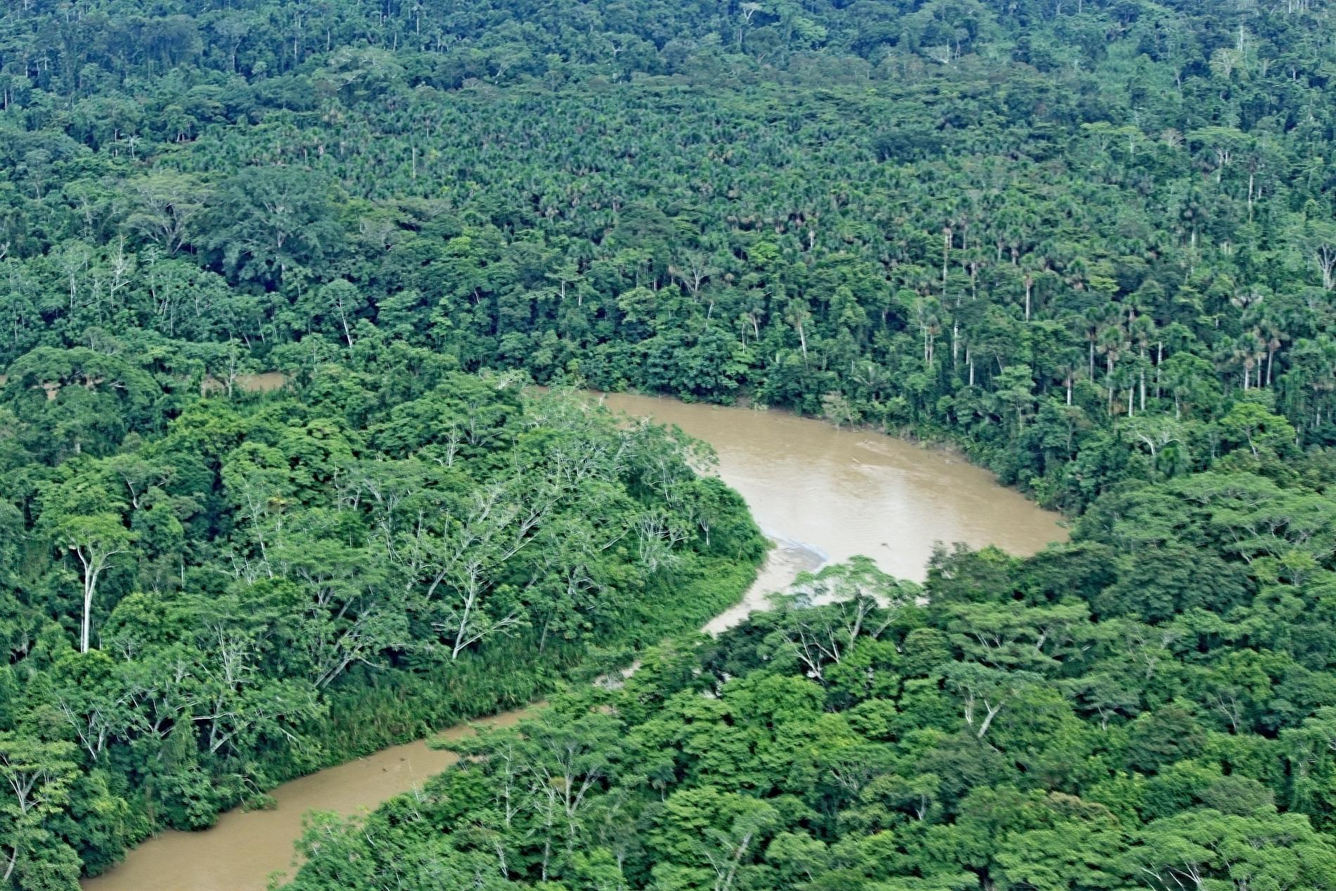 Regnskog i Yasuni National Park i Ecuador