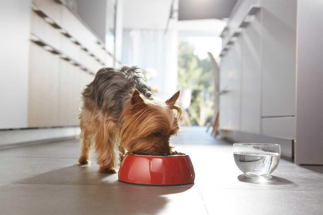 Kosten är en av de viktigaste delarna i din hunds välmående.