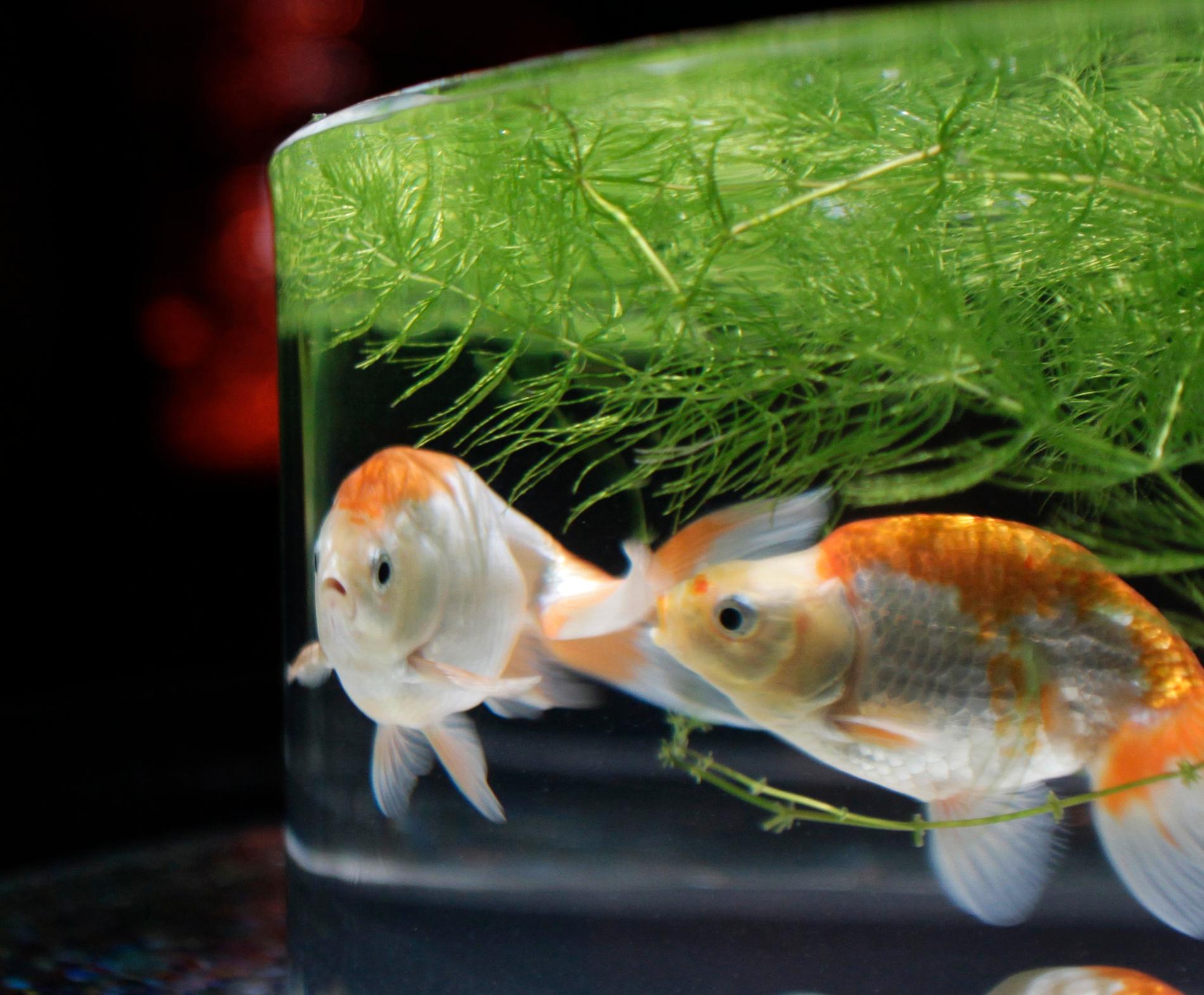 Trångbodda guldfiskar erbjuds ny, större bostad i ett franskt akvarium. Arkivbild