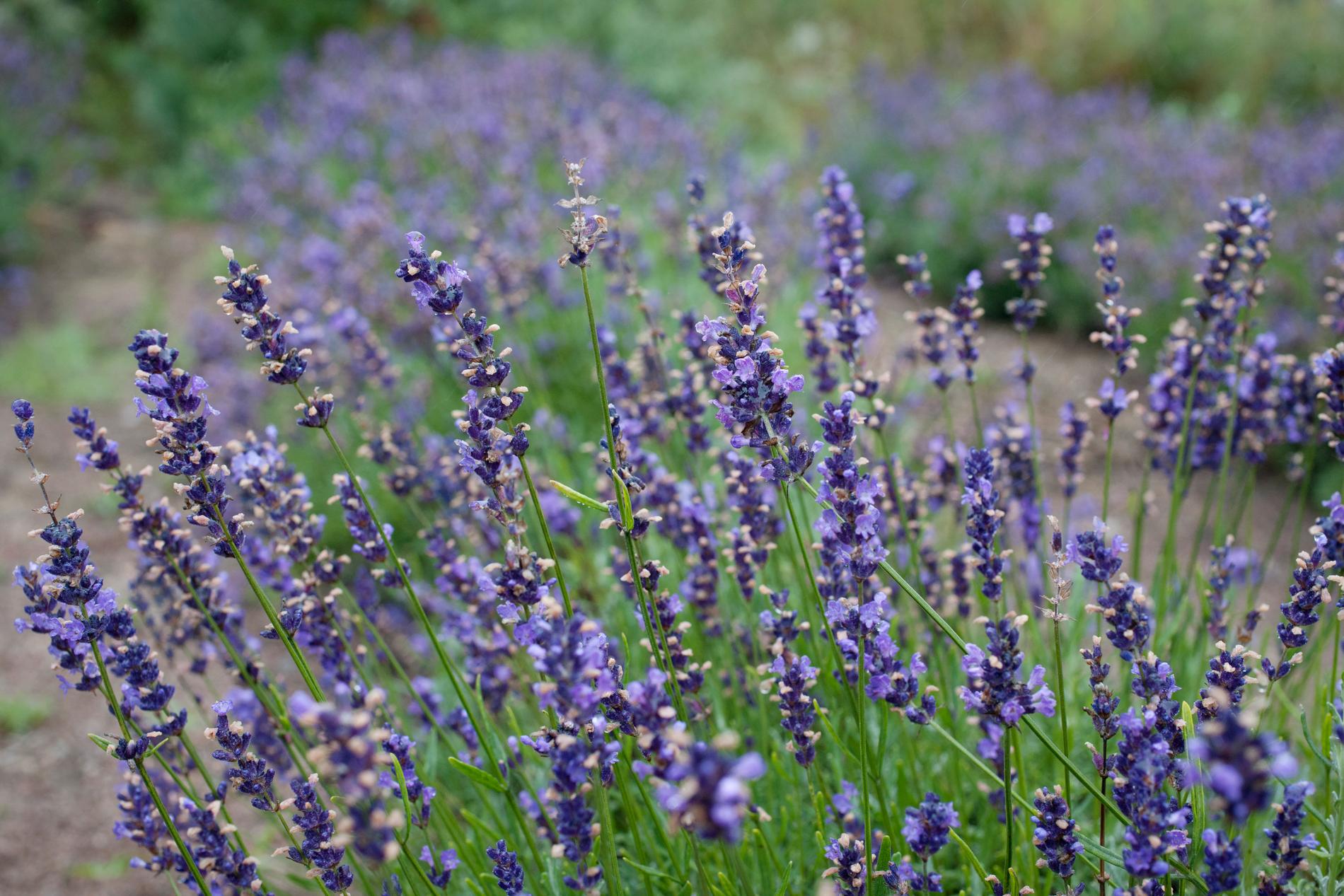 Lavendel är en av de växter som är mest skadlig för bin. 