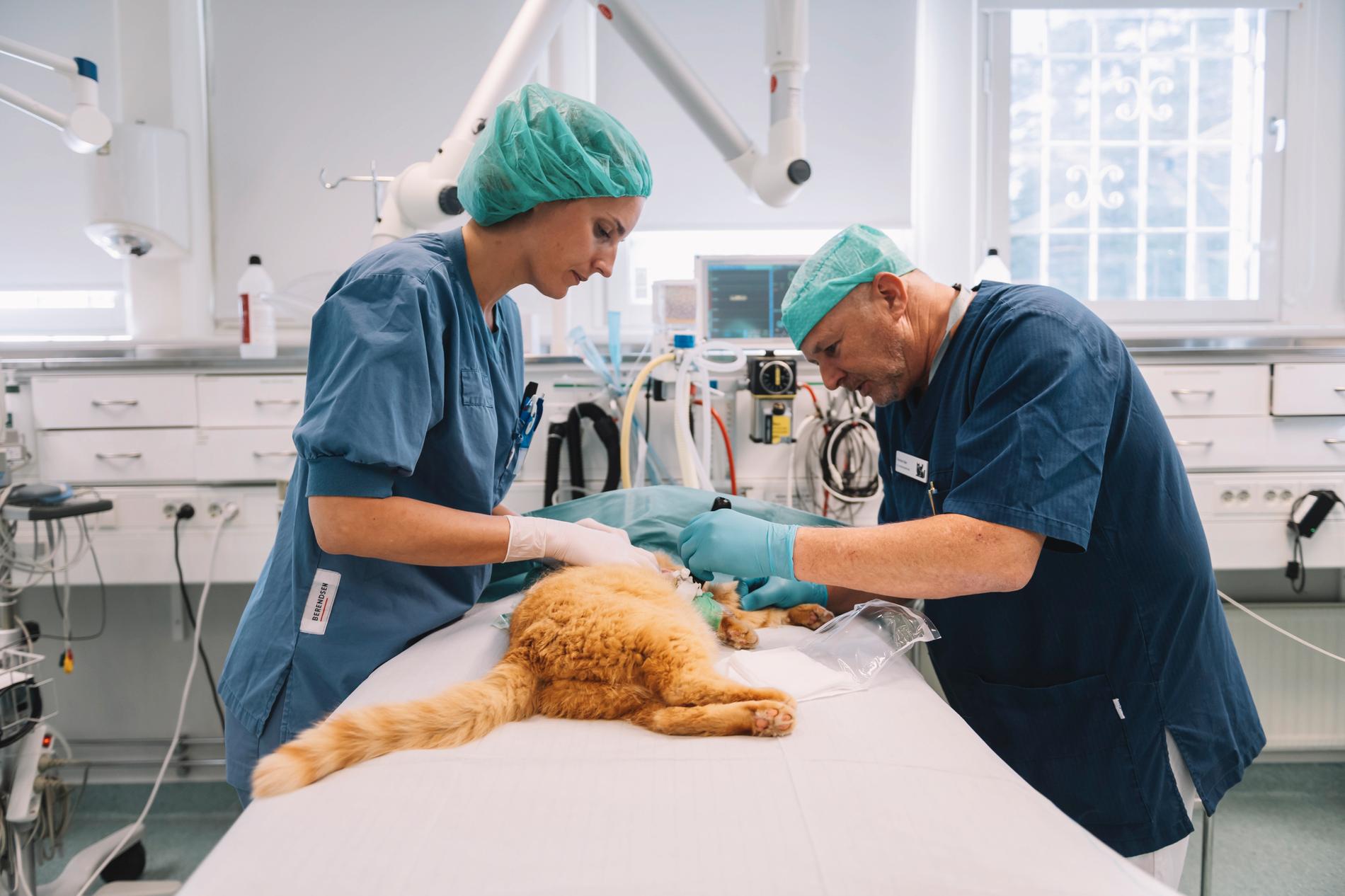 Kerstin Kjell, veterinär, och Christian Eger, legitimerad djurskötare, opererar en katt på Djursjukhuset Bagarmossen.