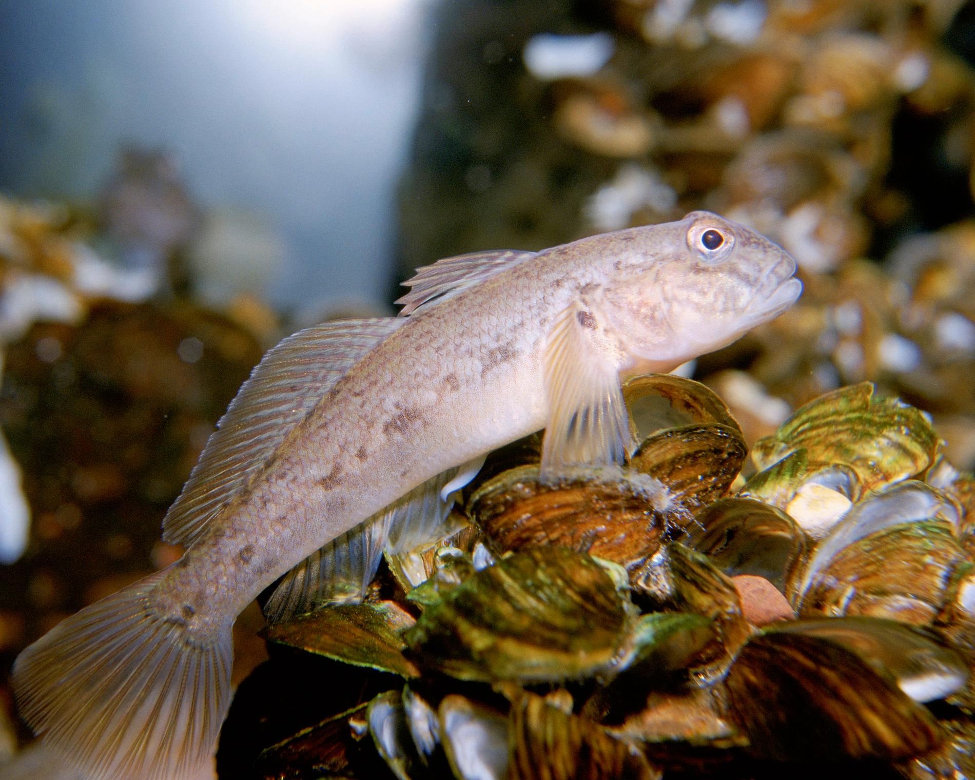 Svartmunnad smörbult är en invasiv art i svenska vatten, men också en utmärkt matfisk. Arkivbild.