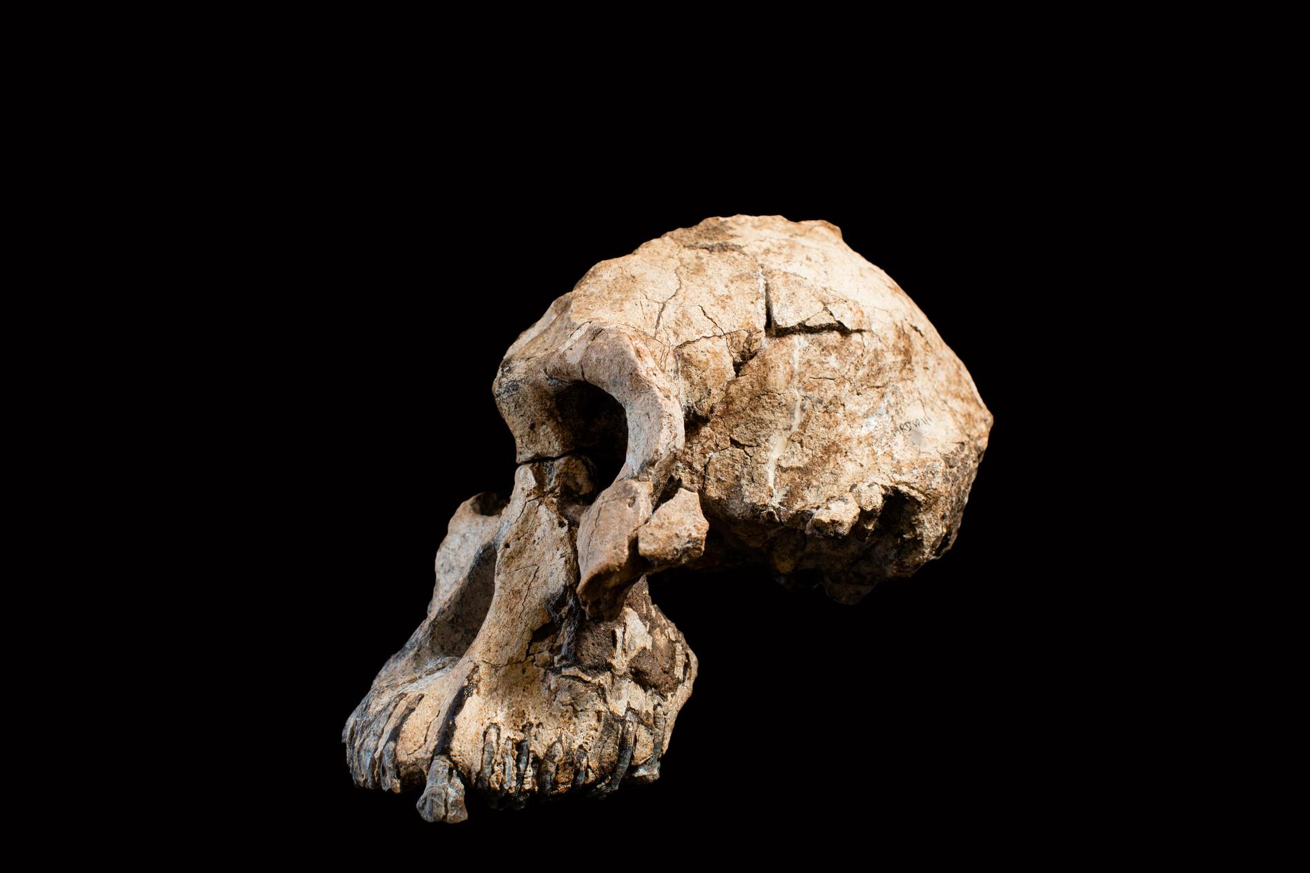 Den 3,8 miljoner år gamla skallen av Australopithecus anamensis hittades bara 55 kilometer från där man 1974 hittade Lucy, som dock tillhörde en annan art: Australopithecus afarensis.