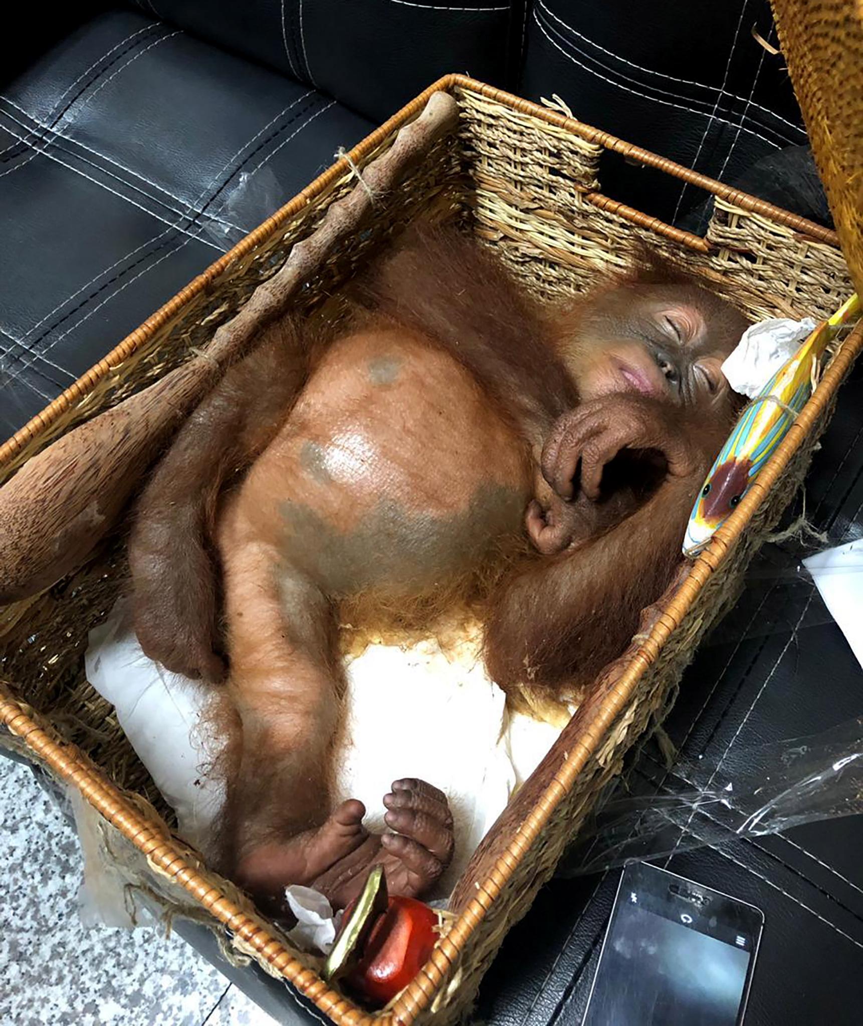 En rysk turist gömde en sövd orangutangunge och flera ödlor i sin resväska.