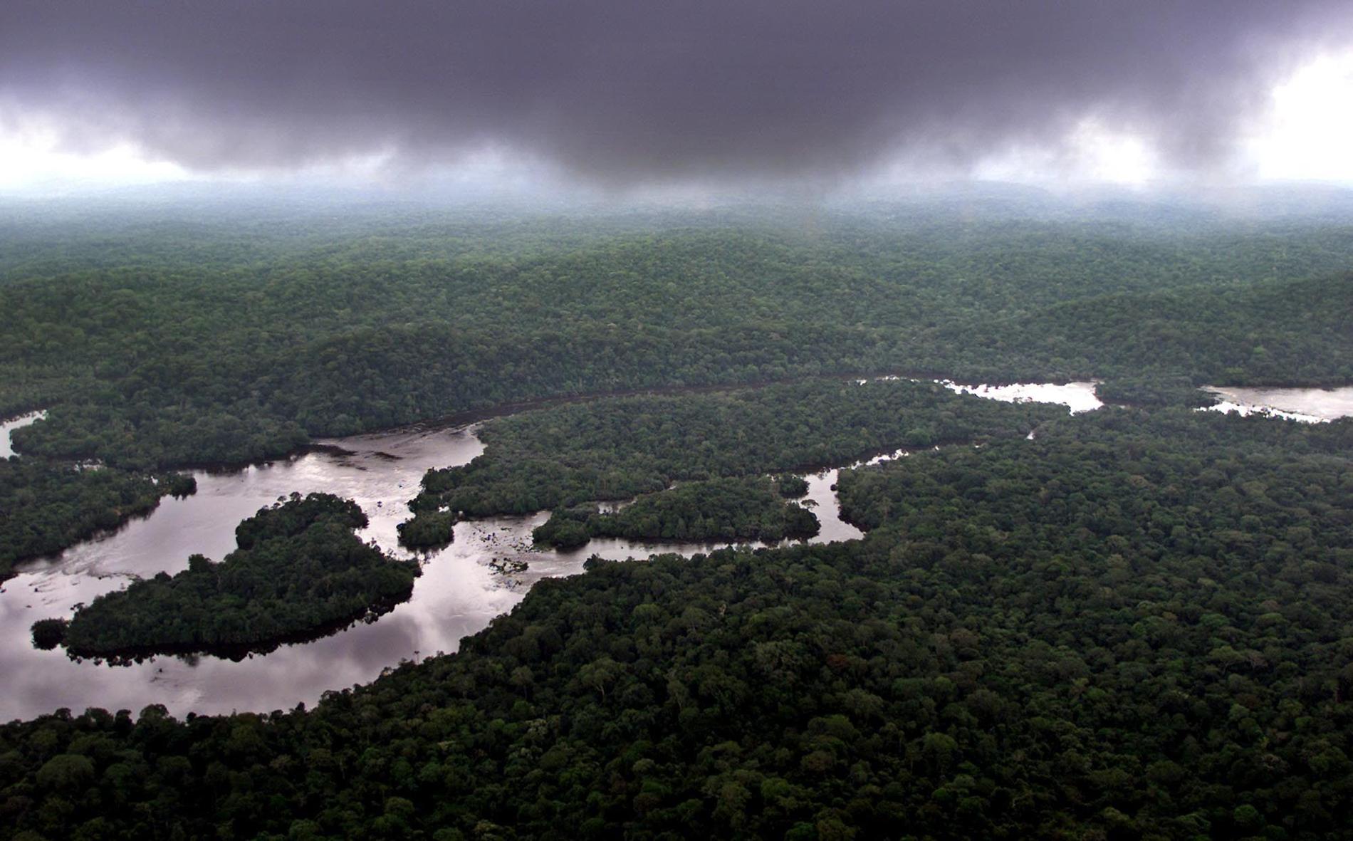 Tropiska skogsområden ger skydd åt hotade arter samtidigt som träden bidrar till att binda koldioxid. Arkivbild.