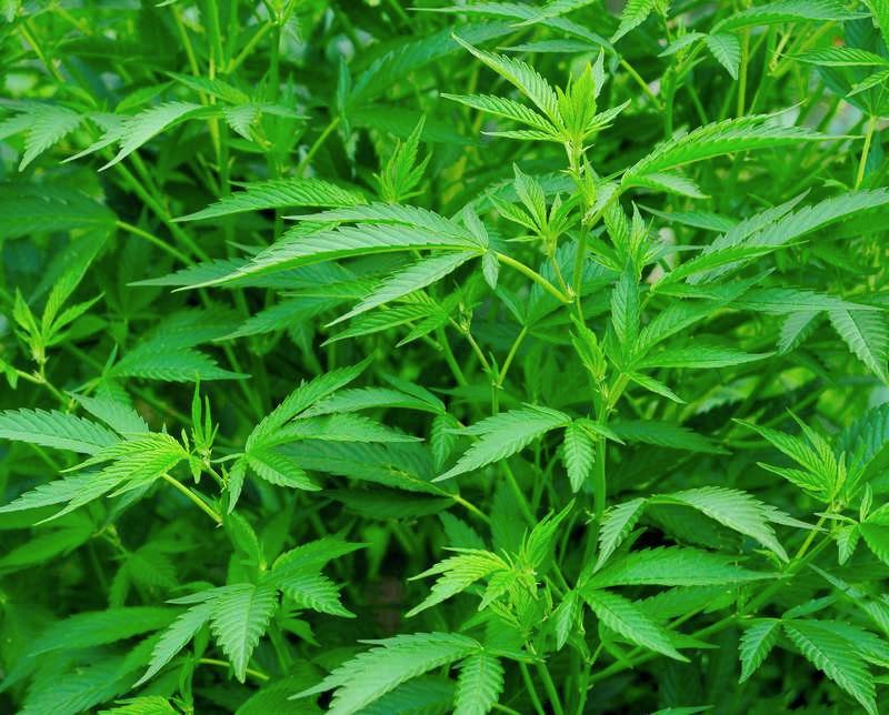 Cannabis-planta.