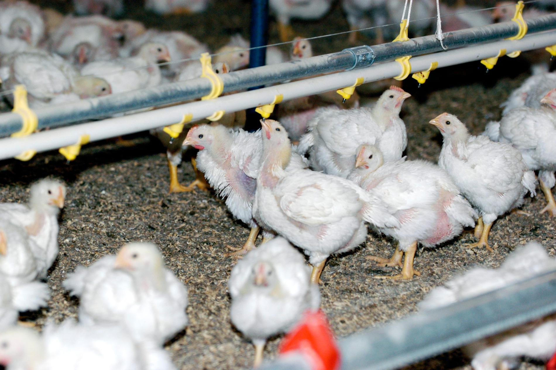 Tusentals kycklingar skadas inför slakt, larmar veterinärer. Arkivbild.