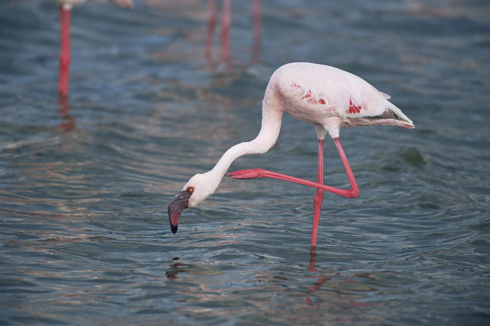 Mindre flamingo i en sjö i Tanzania. Arkivbild.