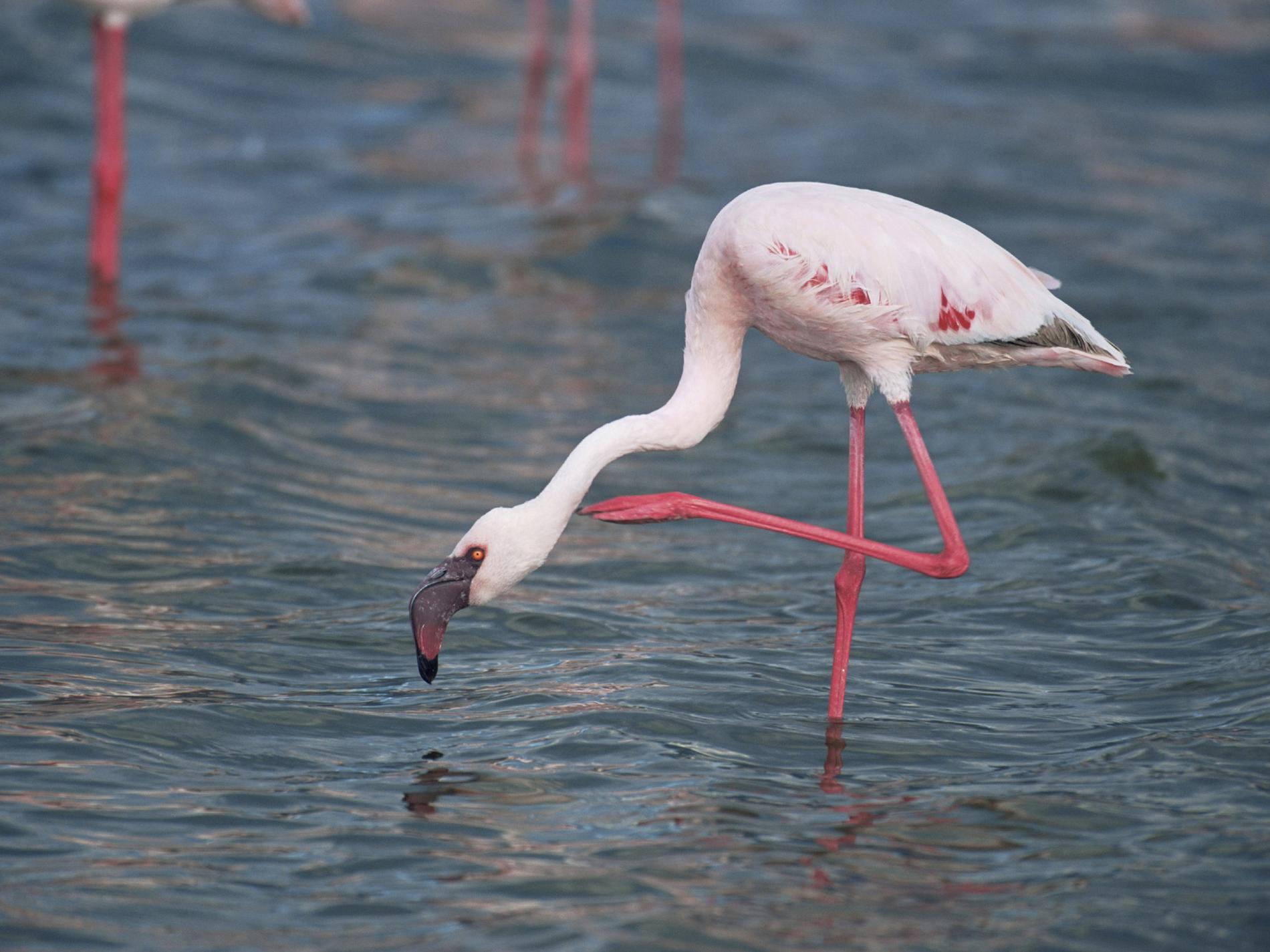 Ikonisk flamingo får svårare att hitta mat