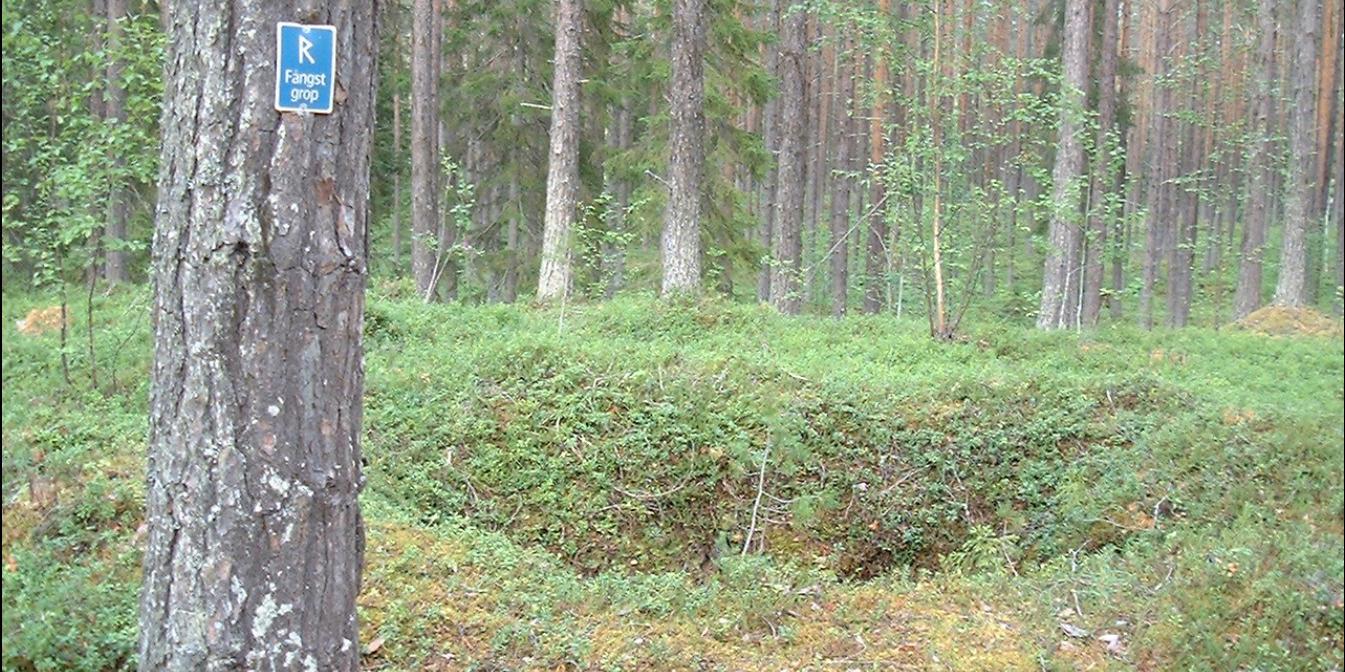 På bilden en fångstgrop på Långön i Jämtlands län. (Arkivbild.)