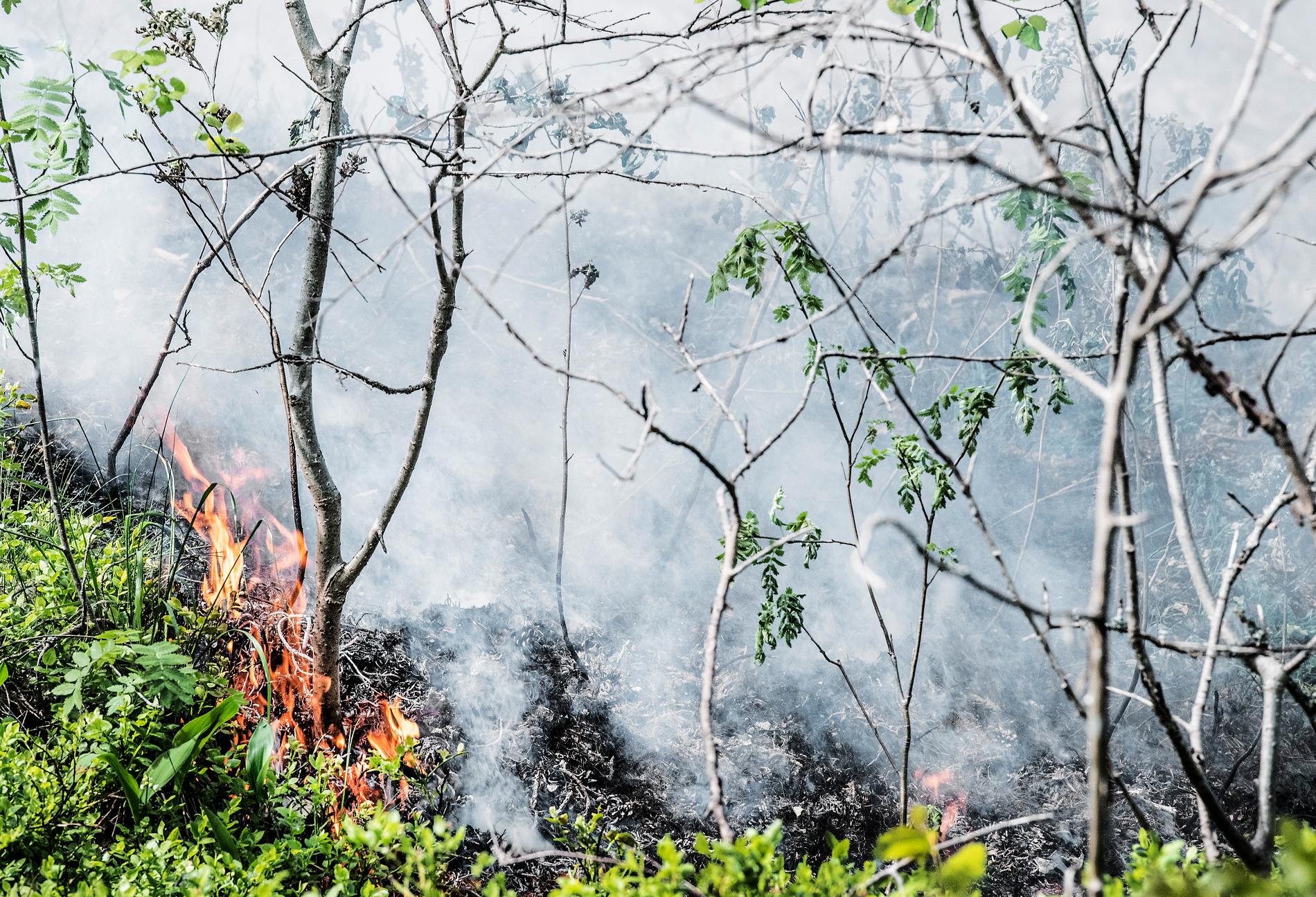 Nu har risken för skogsbrand ökat. Arkivbild.