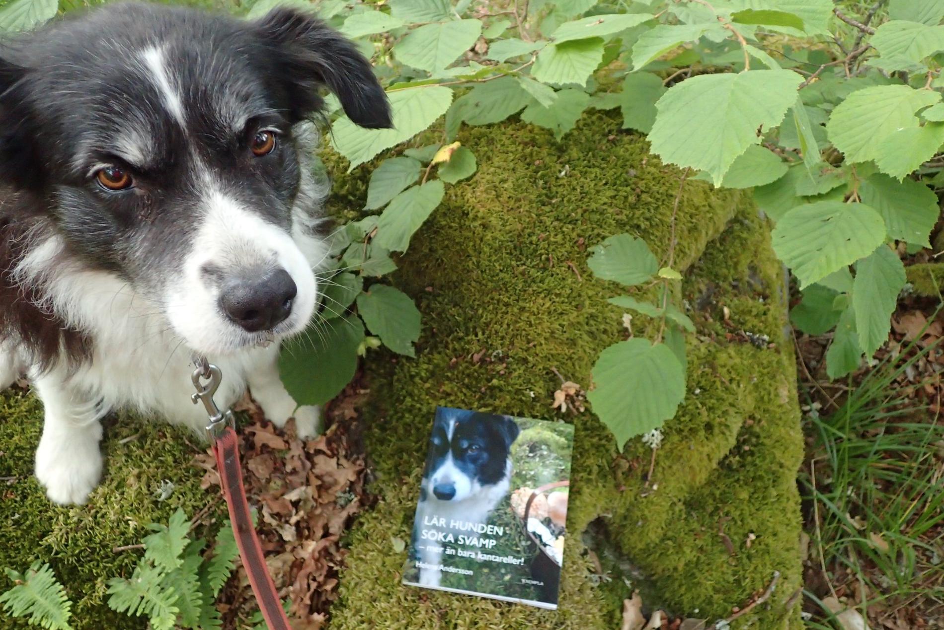 Wilma och boken ”Lär hunden söka svamp”.