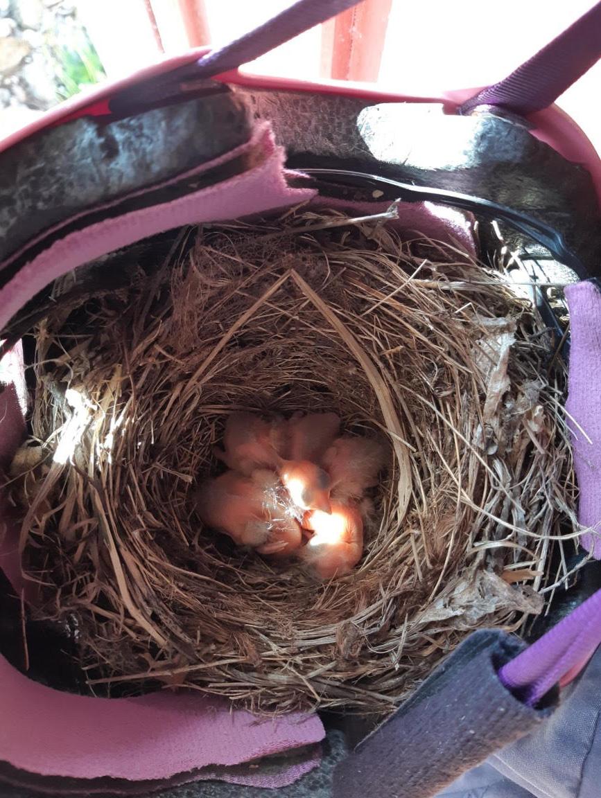 Fem små fågelungar kläcktes i Elinas cykelhjälm.