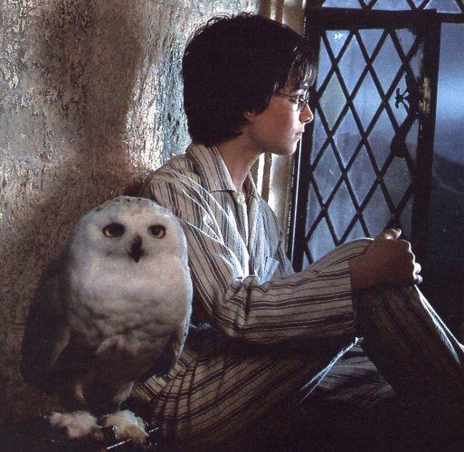 Harry Potter tillsammans med sin uggla ”Hedwig”.