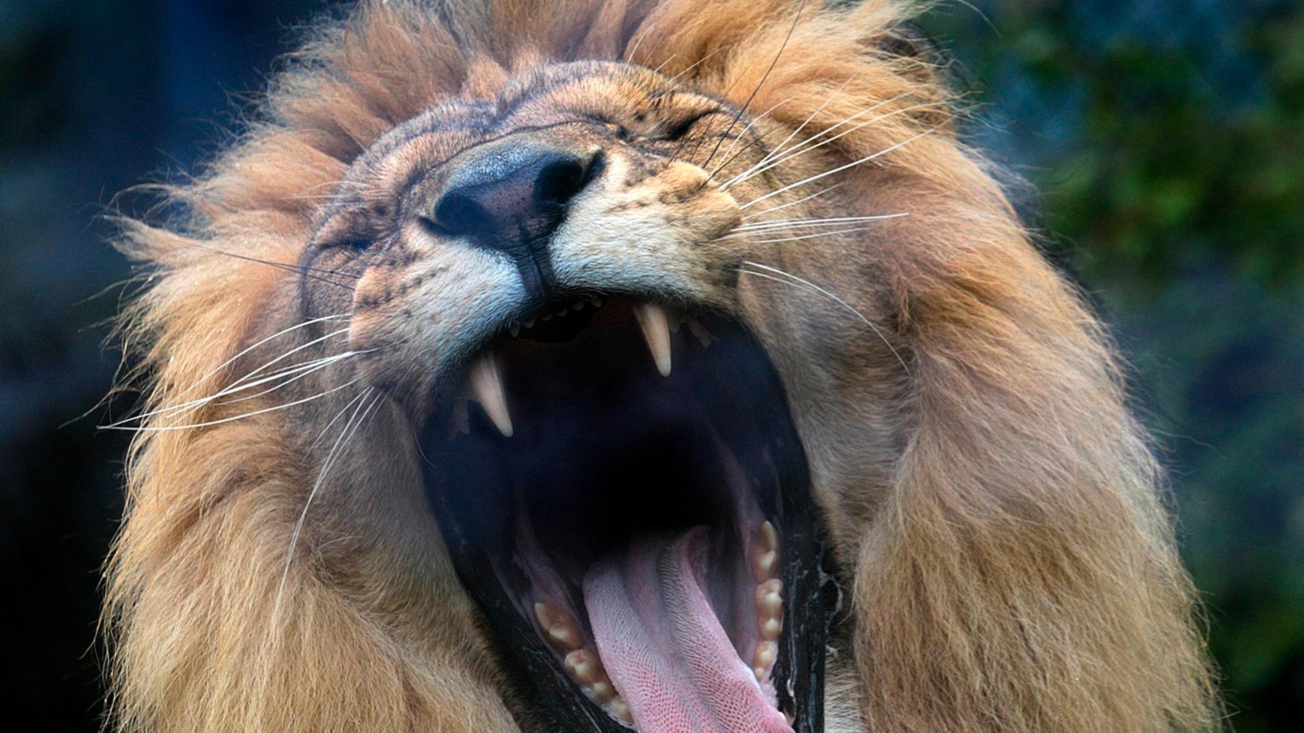 Polisen fick skjuta ihjäl de båda lejonen för att komma åt ägarens kropp. Arkivbild på ett annat lejon.