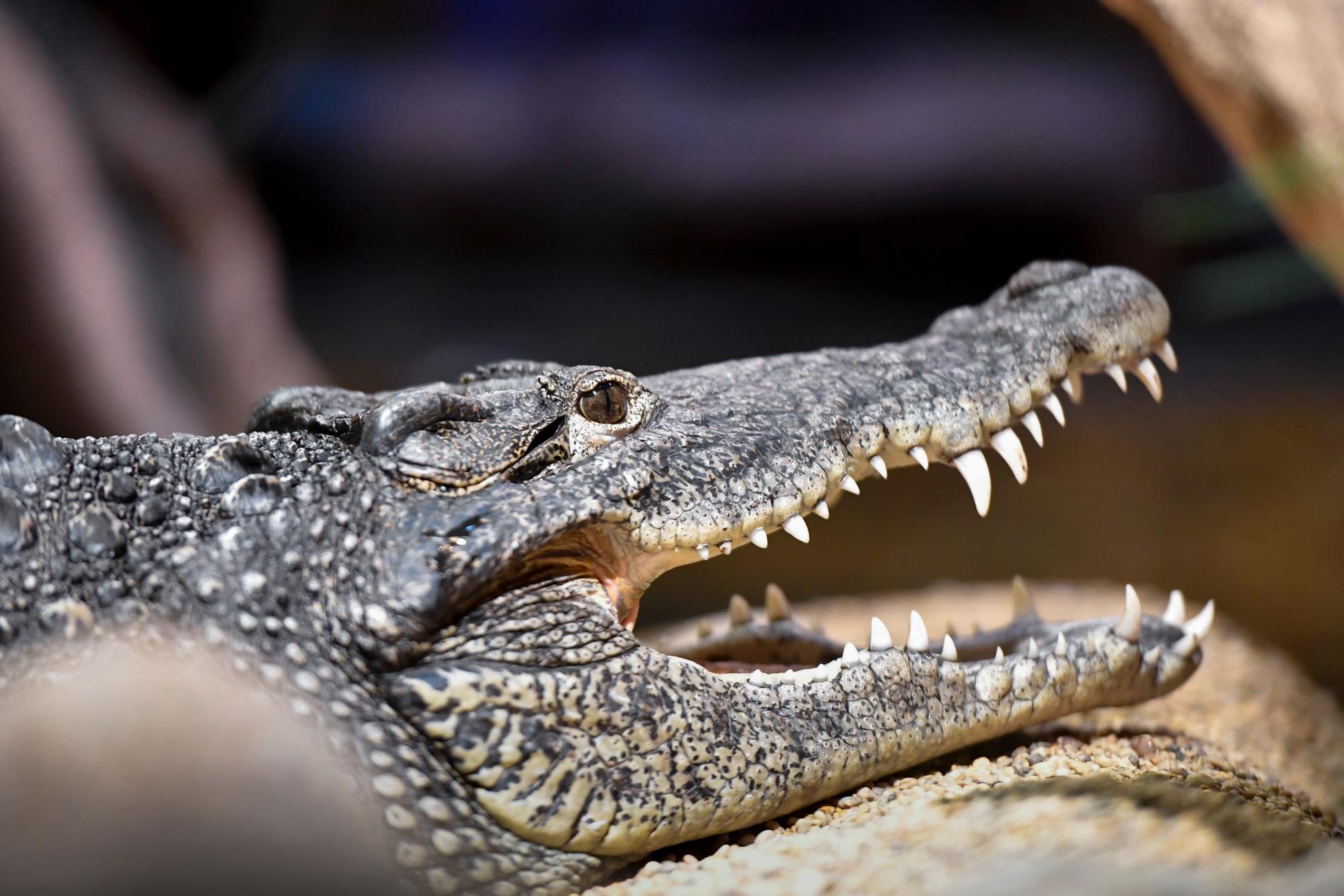En av Skansenakvariets två Kubakrokodiler. Arten är en av de mest aggressiva krokodilarterna.