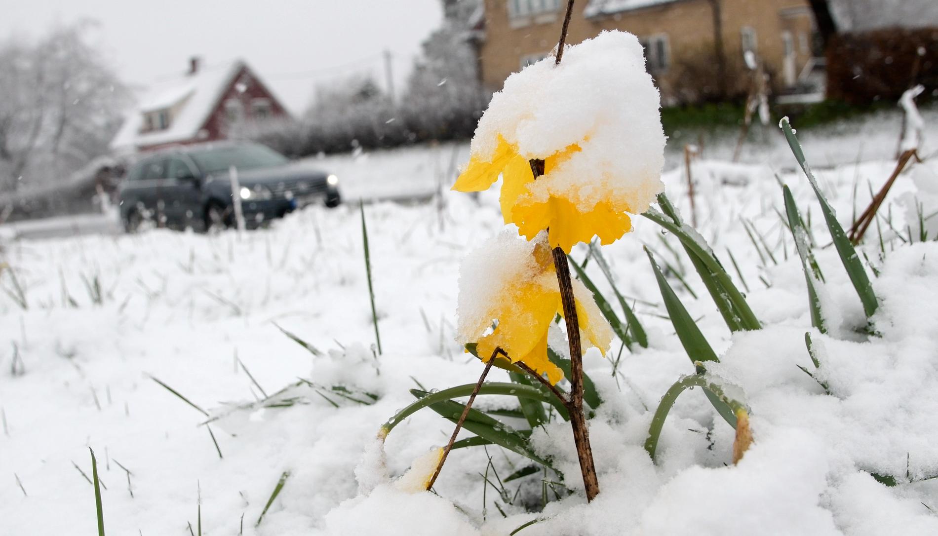 Snötyngd påsklilja i det ymniga snöfallet vid E22 i Linderöd i Skåne på påskafton. 