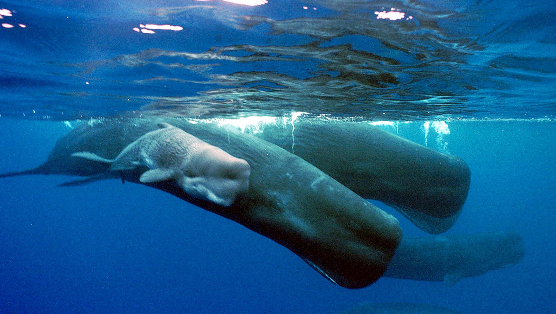 Ett av de få Aichimål som delvis har uppfyllts handlar om skyddade land- och havsområden. Här simmar kaskelotvalar i ett marint reservat som Spanien inrättade 2018. Arkivbild.