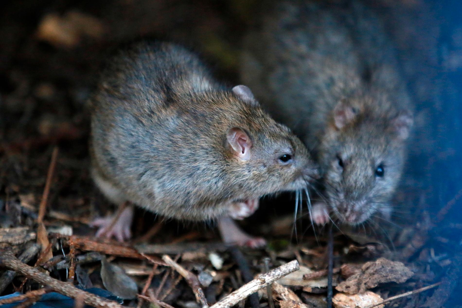 Råttorna bajsar i grannarnas källare och uterum och har också tagit sig in i deras förråd. Arkivbild.