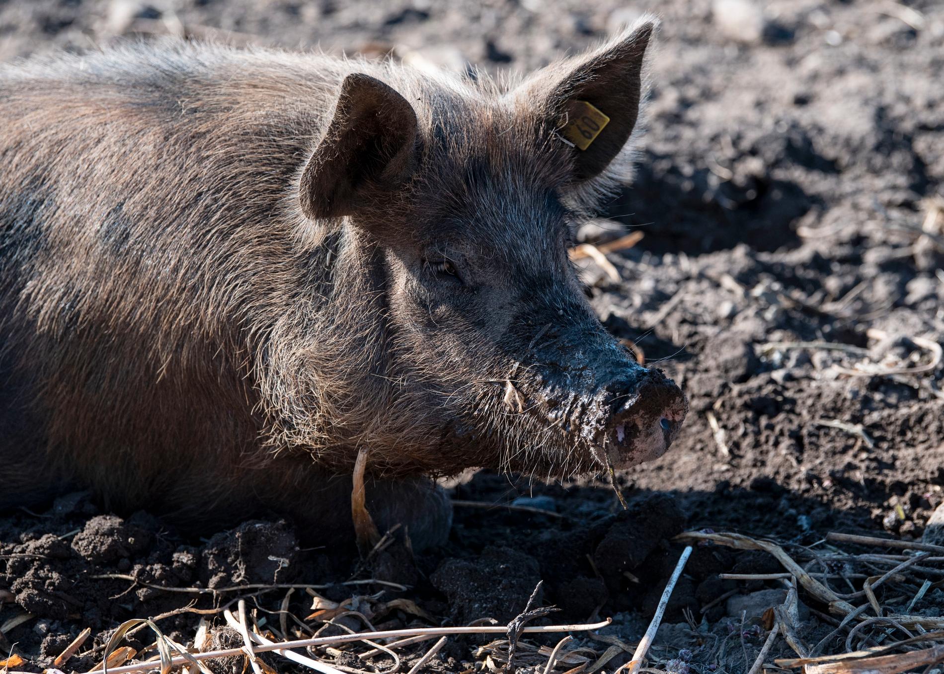 En person i Storbritannien har smittats med variant av svininfluensa som annars ästan bara smittar mellan grisar Arkivbild.