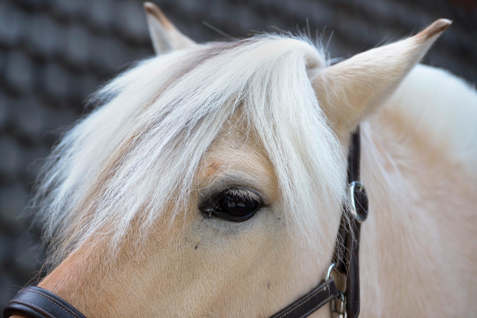 Djurägare kan tvingas skjuta sina hästar för att de ska slippa tvingas svälta ihjäl.