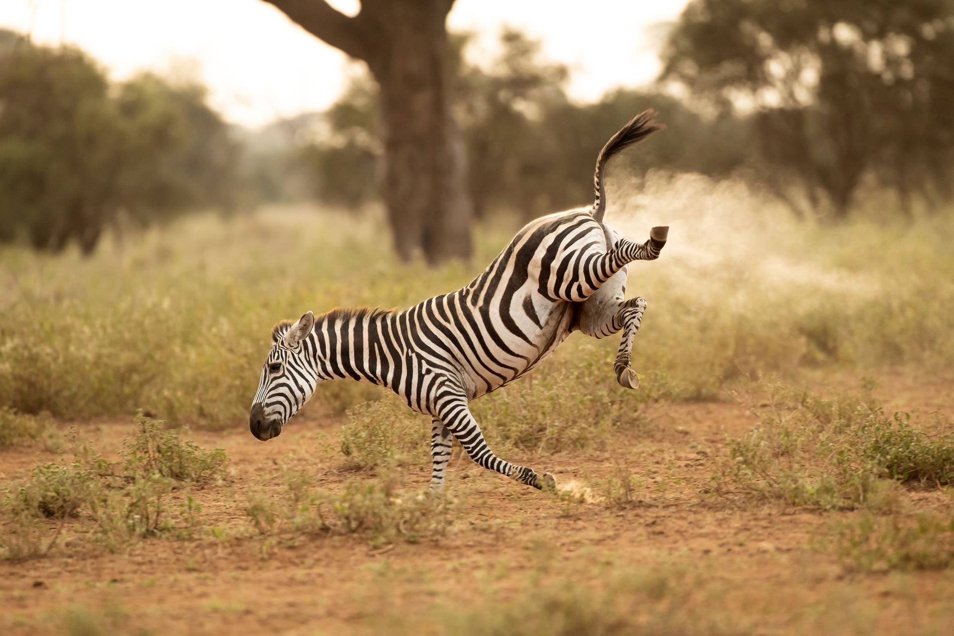 Vilket djur ser bäst på savannen? Knappast zebran.
