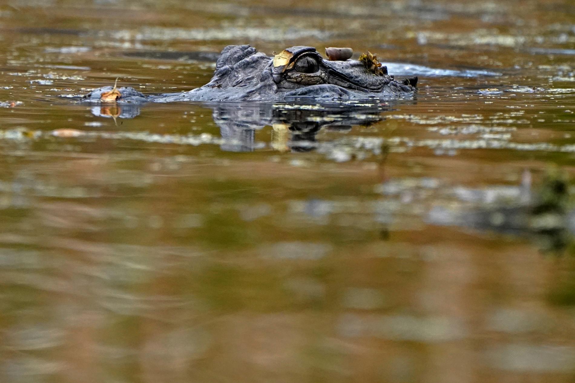 Alligator som simmar i ett träsk i Louisiana. 
