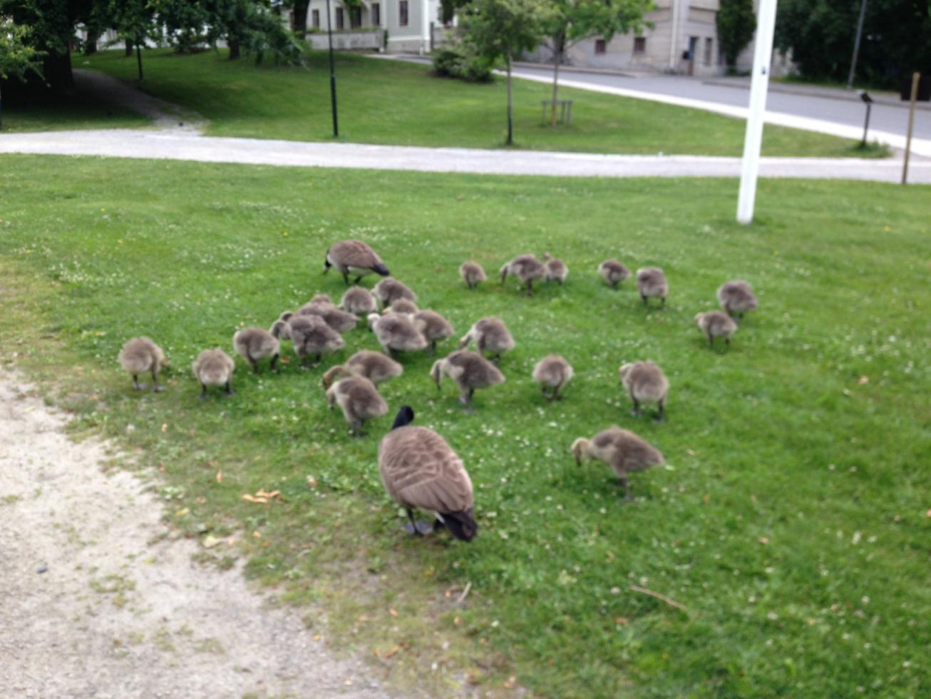 Maren, Södertälje. Kanadagäss och en massa ungar ute på morgonpromenad.