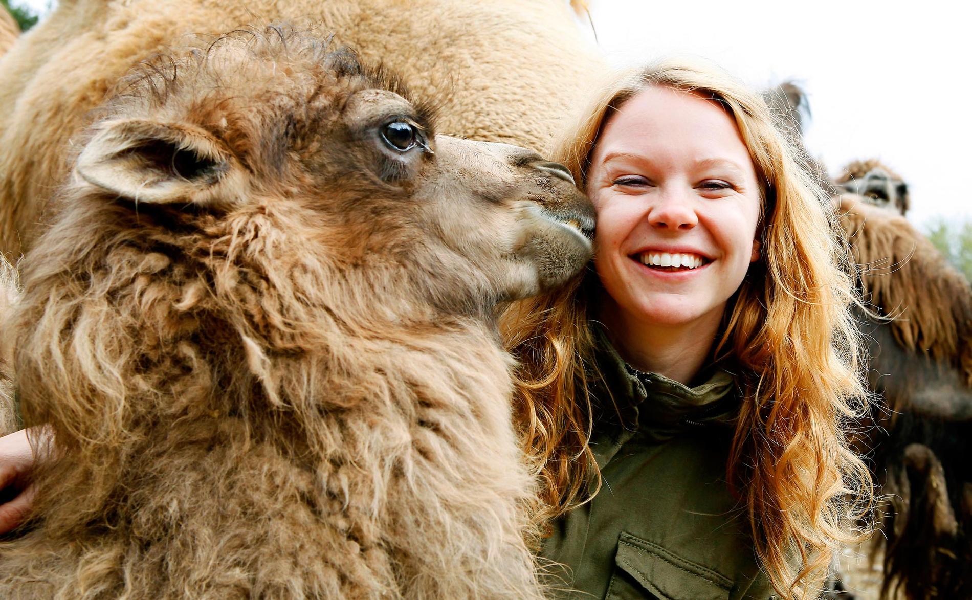 Kamelminstingen Sergej, Kolmården RESAs Matilda Bjerlöw får en blöt hälsning av Sergej, Kol­mårdens senaste kamel­tillskott som föddes den 13 februari.