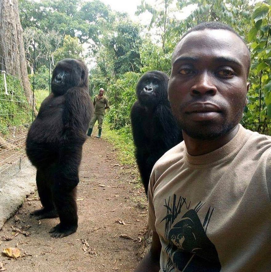 Gorillorna Ndakasi och Matabishi ställer upp å en selfie med Mathieu Shamavu.