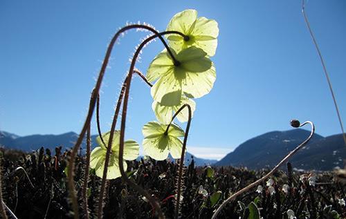 De högarktiska växterna blommar vid dramatiskt olika tidpunkt under olika år. Nu sker blomningen inte längre bara tidigare, utan den är också mer oförutsägbar