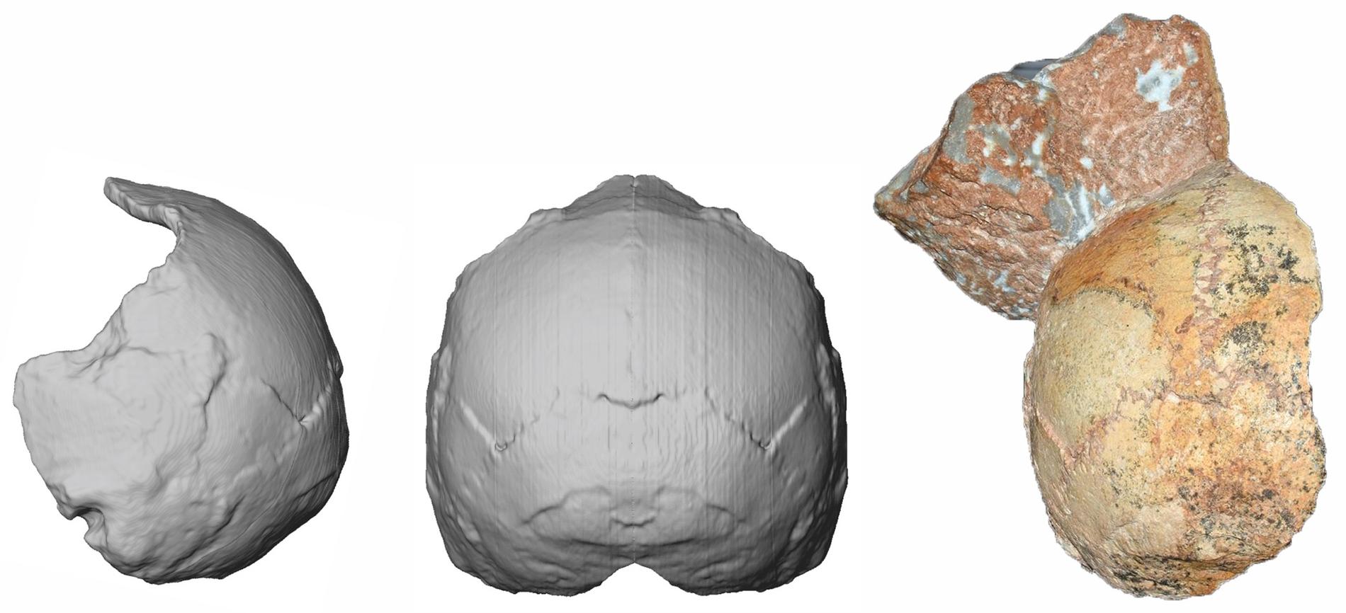 Ett kranium från grottan Apidima i Grekland som har visat sig tillhöra Homo sapiens och vara 210 000 år gammalt.