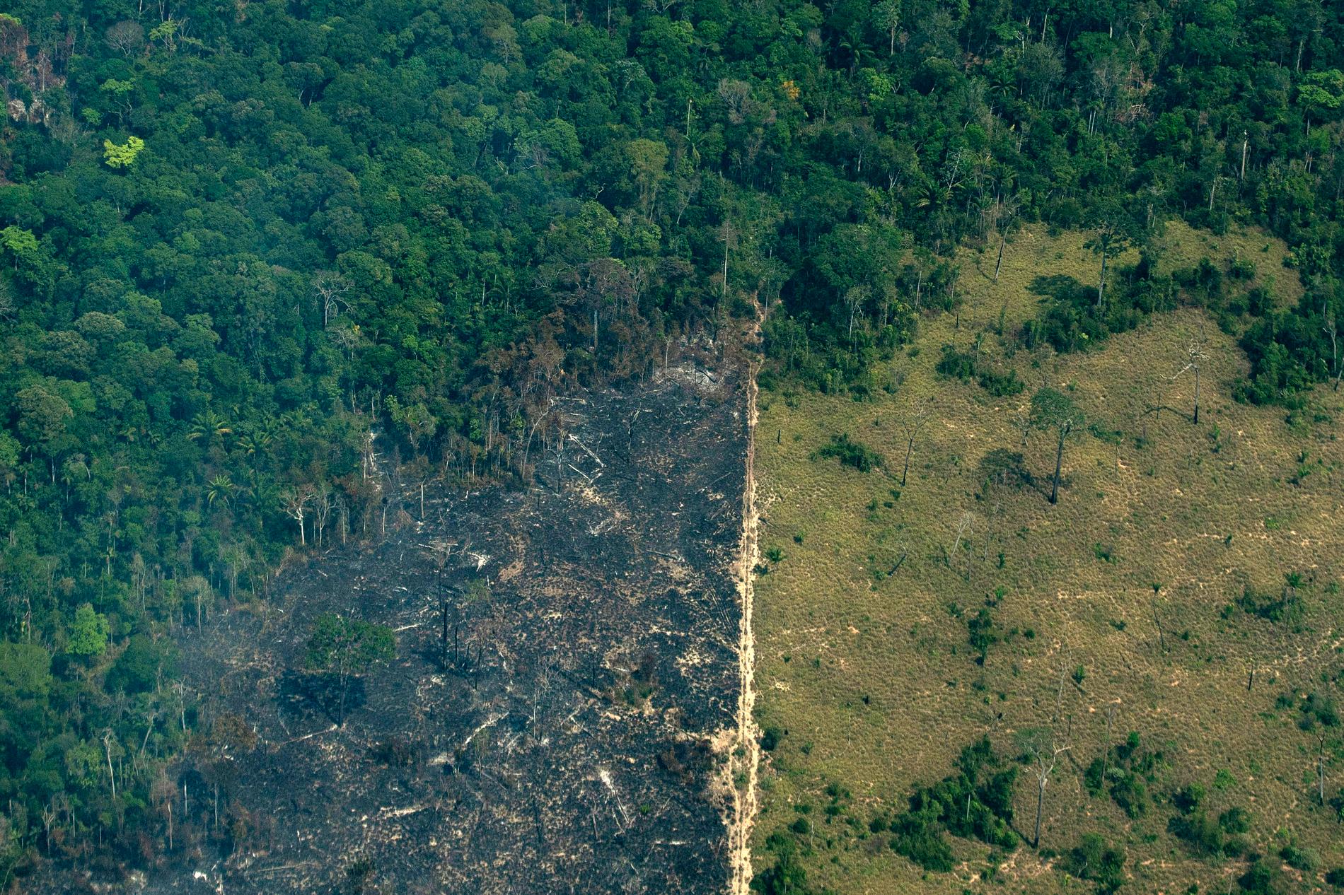 En bränd yta i Amazonas regnskog tidigare i veckan. Arkivbild.