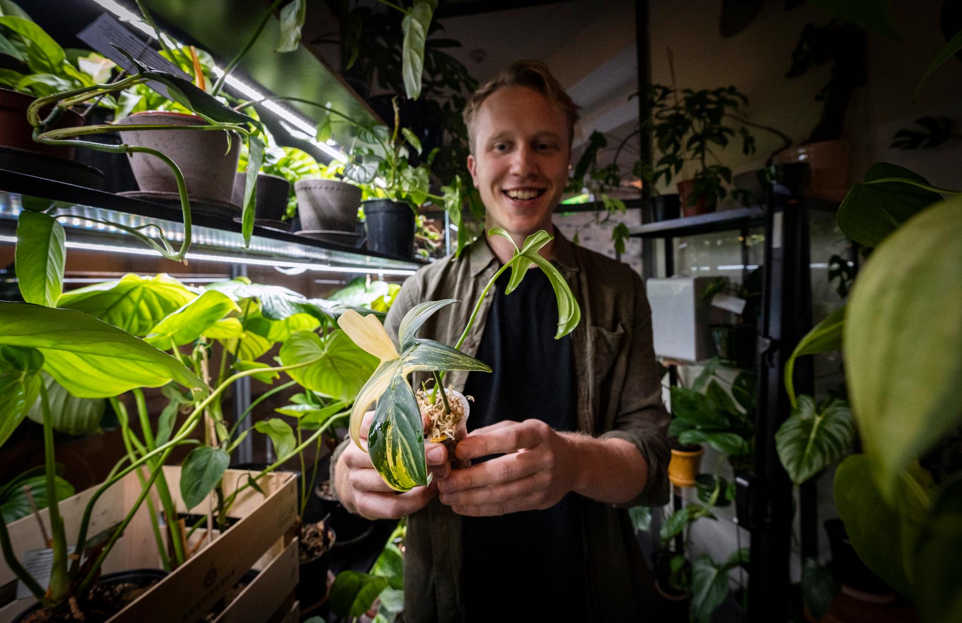 Oskar Widmark med en stickling av typen philodendron pedatum variegata i kaféet och butiken han driver på SLU Alnarp.