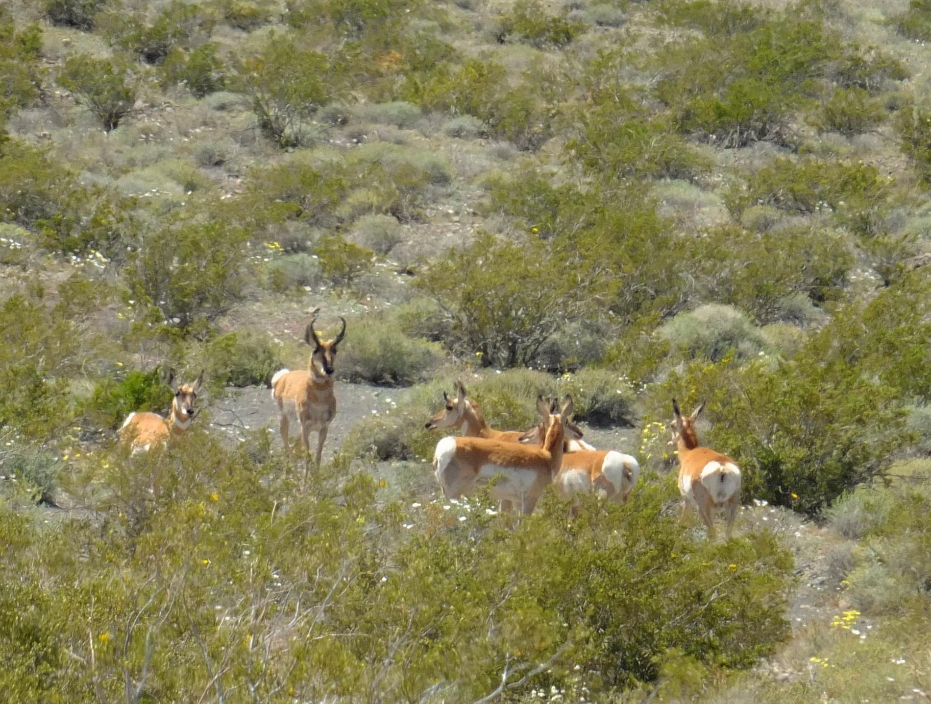 Skygga gaffelantiloper har setts allt oftare i nationalparken Death Valley.