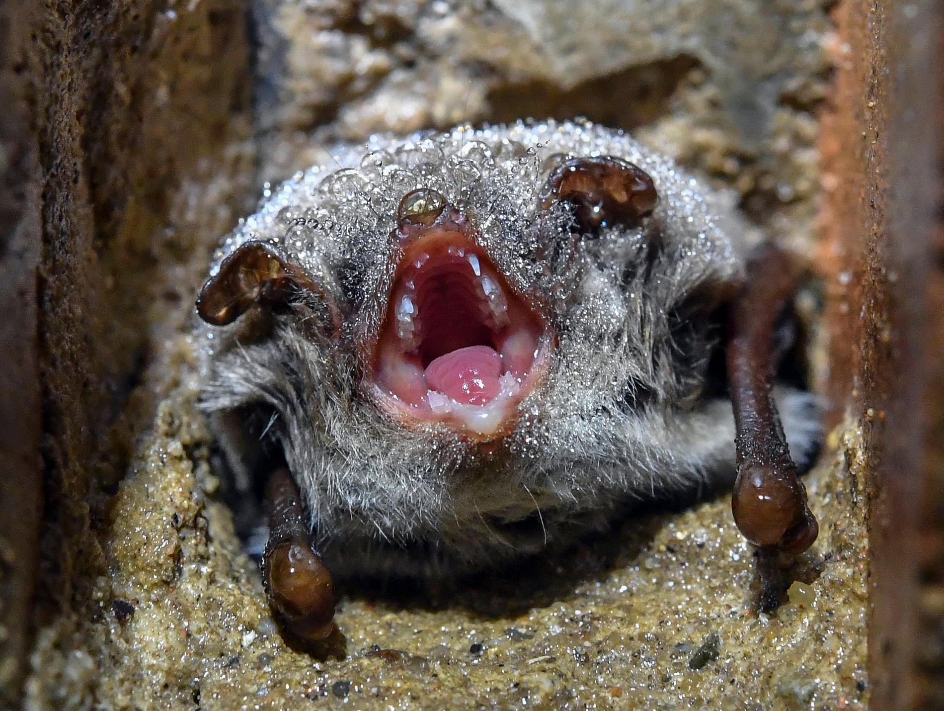 En vattenfladdermus hänger från ett tak i en källare, täckt av små vattendroppar. Arkivbild.